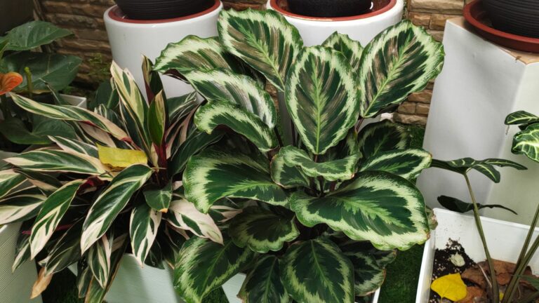 Calathea Comment en prendre soin ?