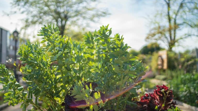 Faire un jardin écologique : comment bien le faire ?