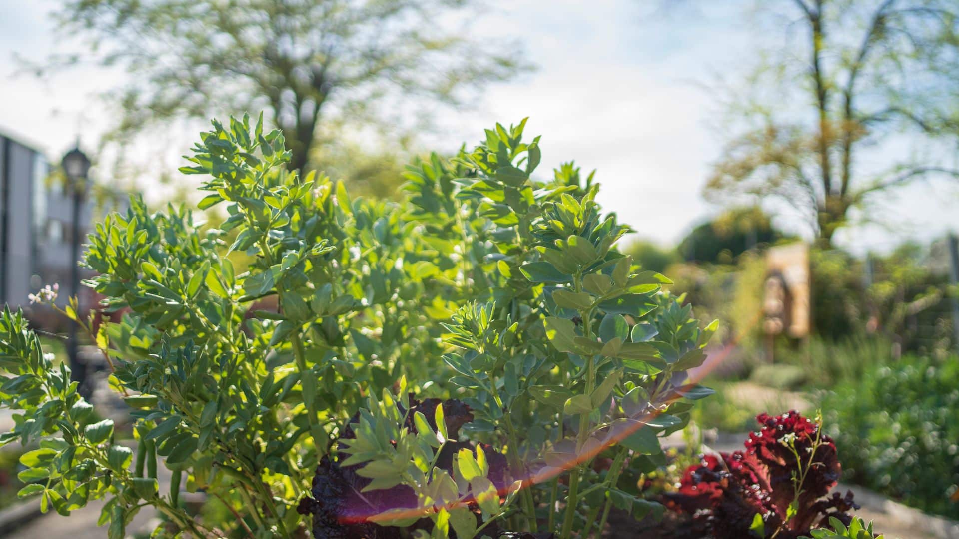 jardin écologique