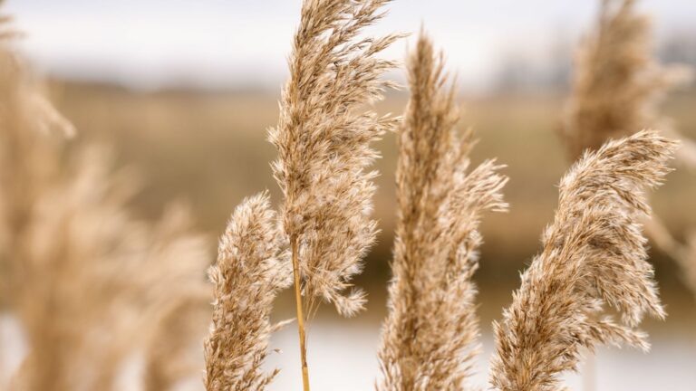 L’herbe de Pampa c’est quoi ?