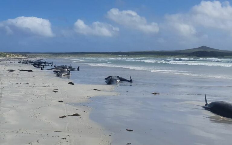Australie : 200 cétacés échoués sur une plage