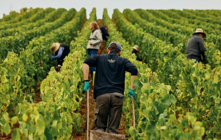 Avantages des Panneaux Photovoltaïques pour Vignerons: Économie et Rendement