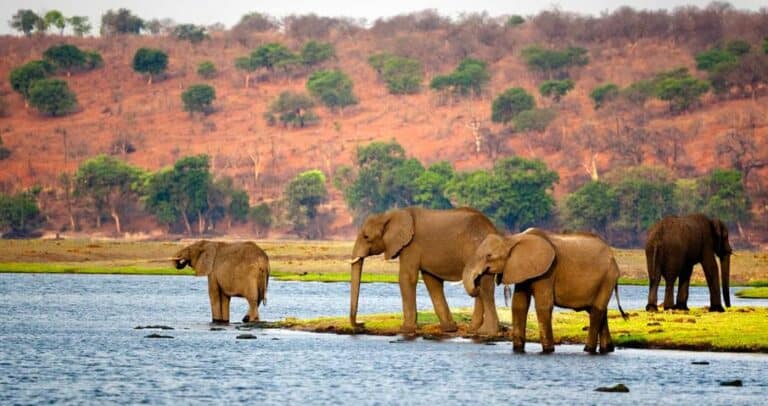 Safari au Botswana, ça vous tente ? Ce que vous devez savoir