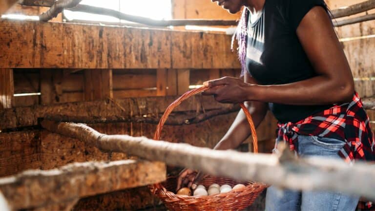 Opter pour les œufs bio pour une alimentation plus saine