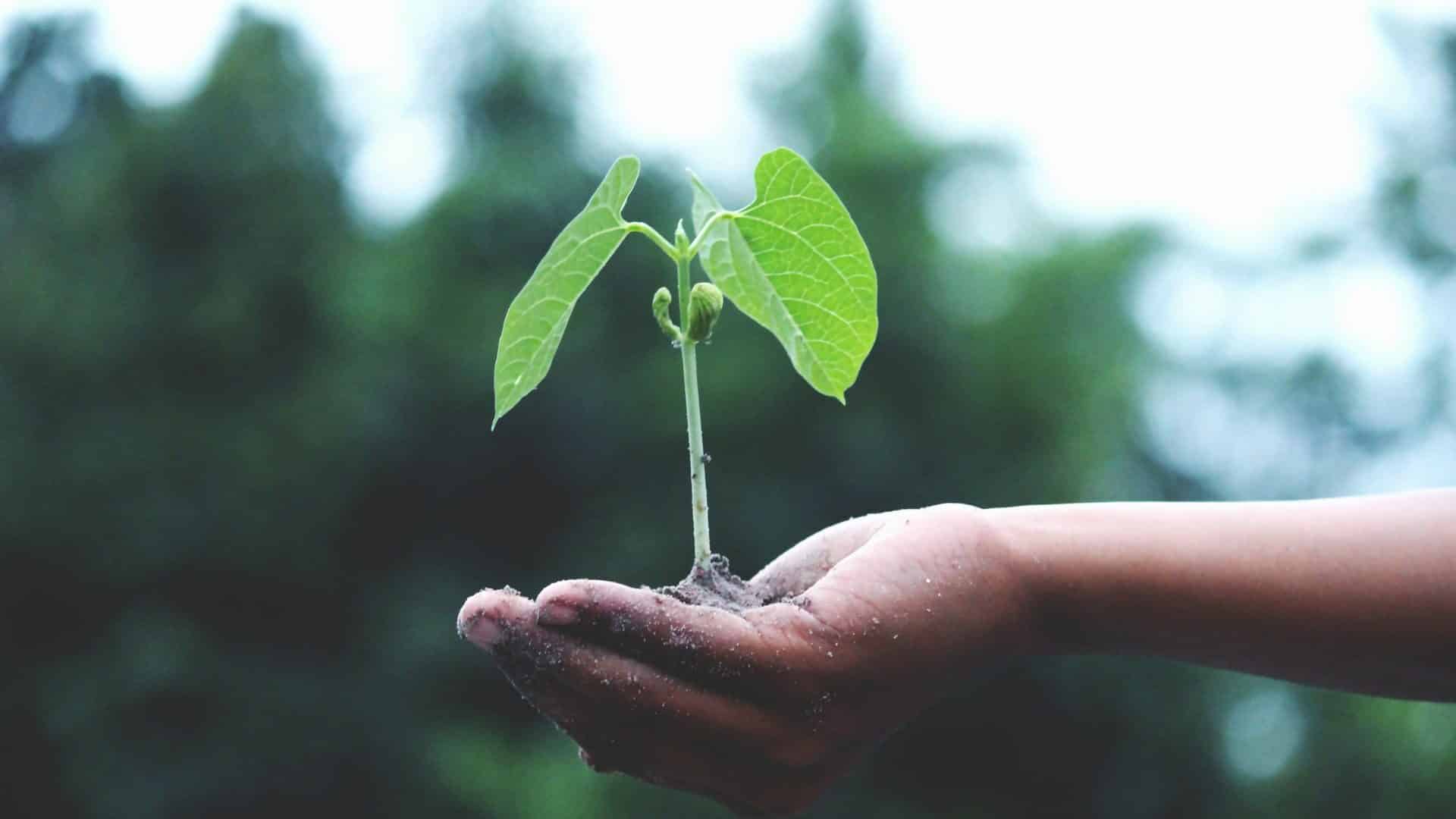 comment etre plus ecologique