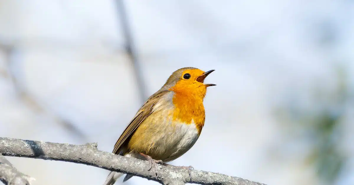 découvrez des solutions efficaces de chauffage au bois avec nos chaudières à bois écologiques et performantes